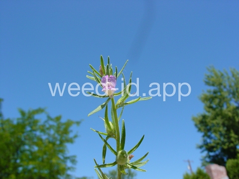 snapdragon, lesser